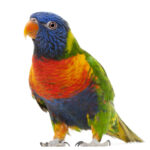 Picture of a parrot